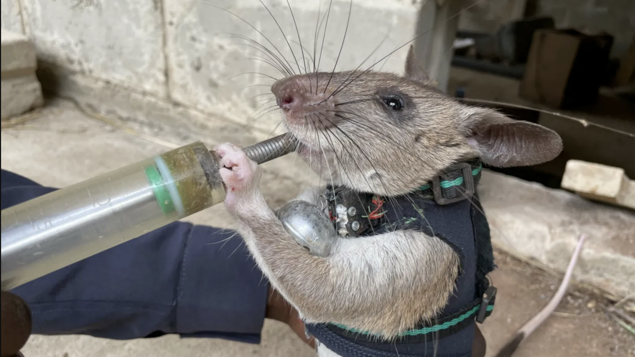 Hero Rats Are Being Trained to Rescue Earthquake Survivors